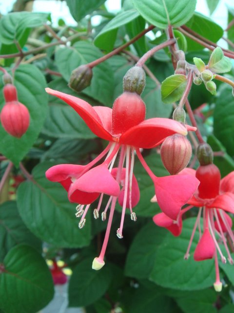 Fuchsia x 'Beauty of Exeter'
